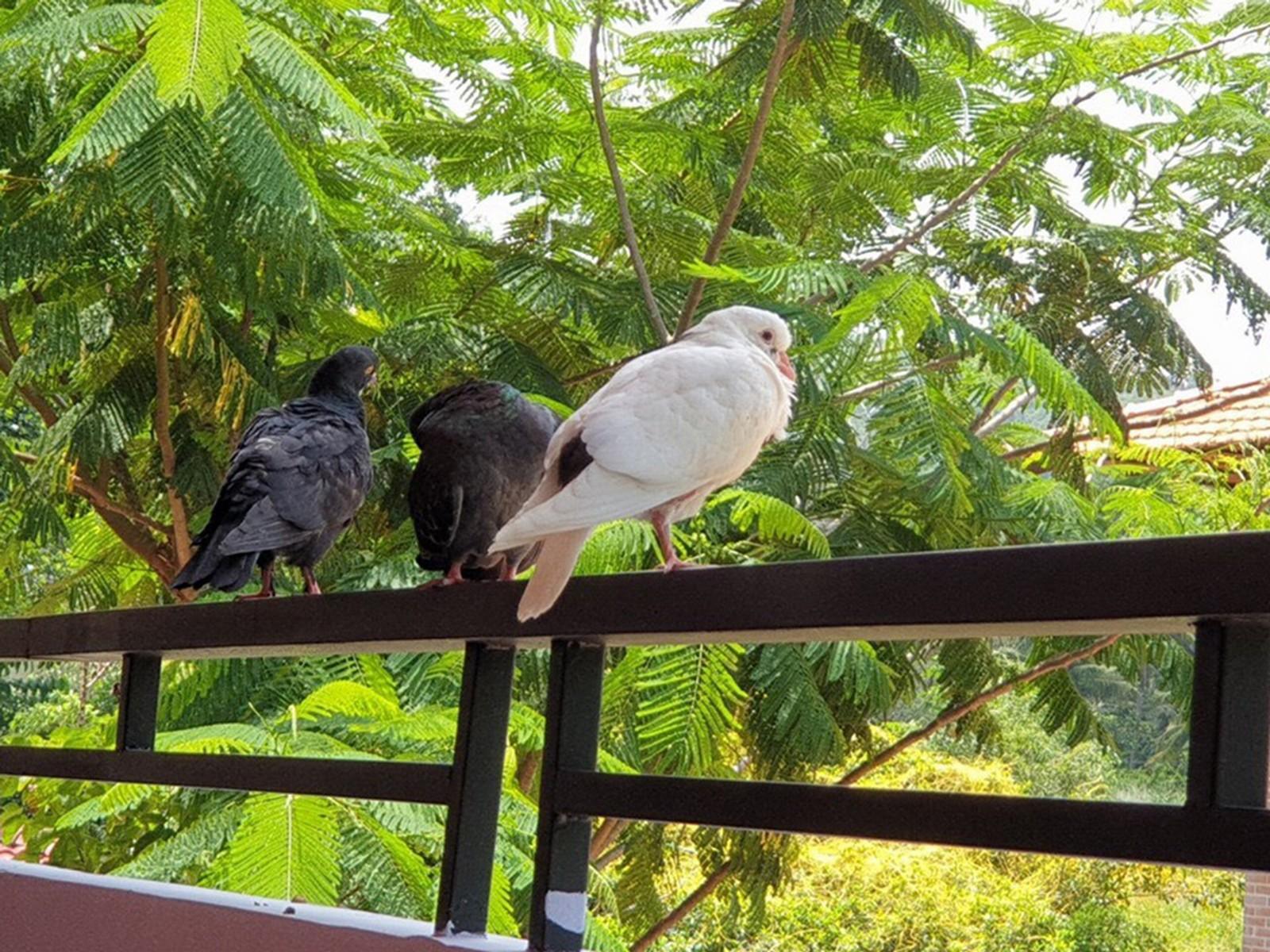 Countryside Phu Quoc Resort Екстериор снимка